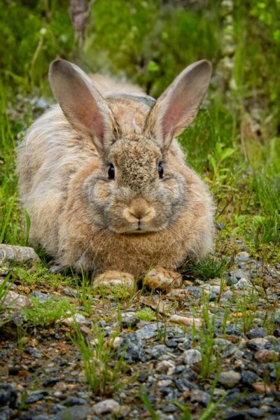 A fluffy rabbit sits on the grass and rocks, blending into its natural surroundings.